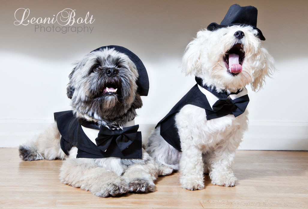 Dogs In Tuxedos