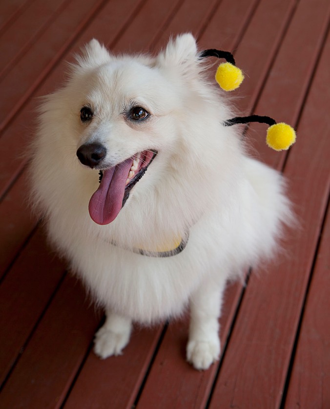 Dog dressed as a bee